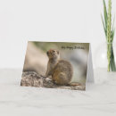 Search for marmot cards Wildlife