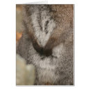 Search for wallabies Photography
