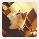 Search for live animal stickers Indoors