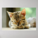 Search for little kitty art Kitten