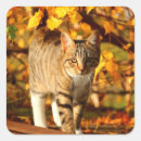 Search for autumn cat stickers Kitty
