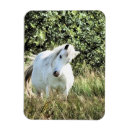 Search for dappled magnets Pony