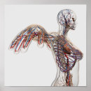Search for lymphatic system posters Immunology