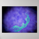 Search for strands posters Biology