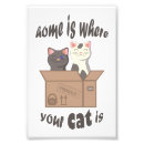 Search for sweet cat posters Cats