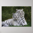 Search for bengal tiger posters Animal