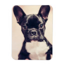 Search for tiny magnets Puppy