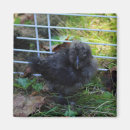 Search for silky magnets Bird