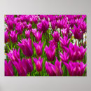 Search for keukenhof holland posters Flowers