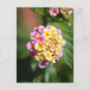 Search for single flower postcards Green