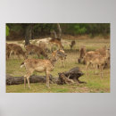 Search for whitetail deer posters Outdoors