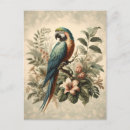 Search for macaw parrot postcards Vintage