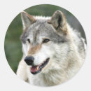 Search for wolf picture stickers Canine