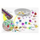 Search for stem cell Circulatory system