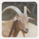 Search for billy goats stickers Cute