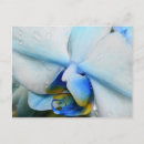 Search for wet photography Blue