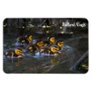 Search for mallards magnets Anas platyrhynchos