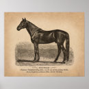 Search for horse breeds posters Vintage