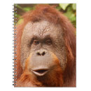 Search for cute monkey notebooks Chimp