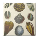 Search for clam tiles Sea shell