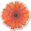 Search for orange gerbera daisy stickers Floral