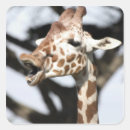 Search for giraffe face stickers Africa