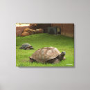 Search for tortoise canvas prints Turtles