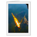 Search for coy Fish