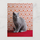 Search for russian blue cat postcards Cute
