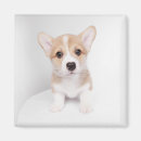 Search for petite magnets Dog