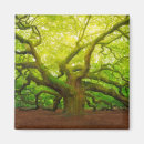 Search for oak tree magnets North america