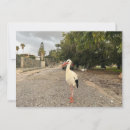 Search for long neck cards Bird