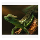 Search for gecko lizard posters Reptile