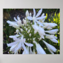 Search for agapanthus posters Flowers
