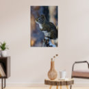 Search for squirrel lovers posters Grey