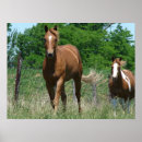 Search for trotting posters Sorrel