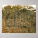 Search for tortoise shell posters Nature