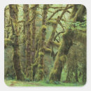 Search for rain forest stickers Olympic national park