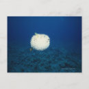Search for surfacing postcards Horizontal