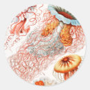 Search for marine fish stickers Ernst haeckel