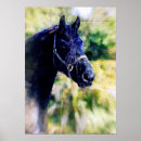 Search for fresian Horse
