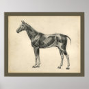 Search for muscular anatomy posters Illustration