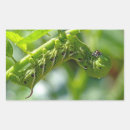 Search for tomato garden stickers Green