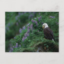 Search for alaska eagle postcards North america