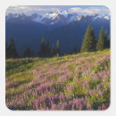Search for lupine stickers Summer