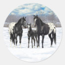 Search for appaloosa horse stickers Snow