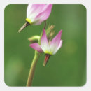 Search for california wildflower stickers Usa