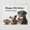 Search for funny cat dog birthday cards Animals