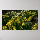 Search for yellow daffodil flowers posters White