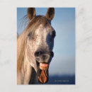 Search for laughing horse postcards Animal